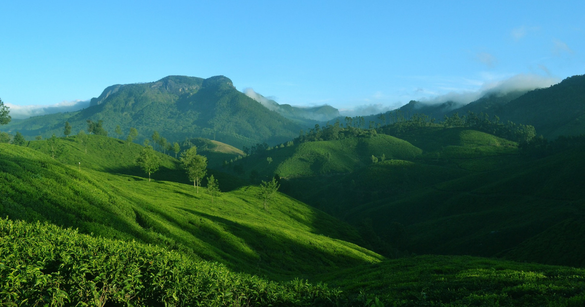 Image of Tea Plantations in kerala